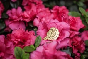 A gold pin from Giving Roses Project nestled among pink flowers - Proceeds support the Canadian Women's Foundation