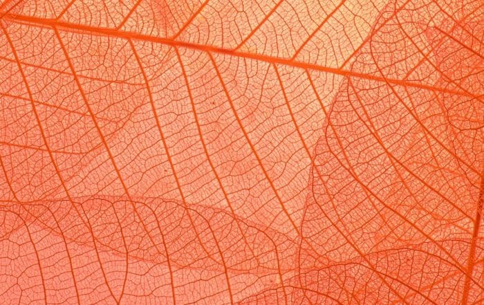Orange leaves graphic