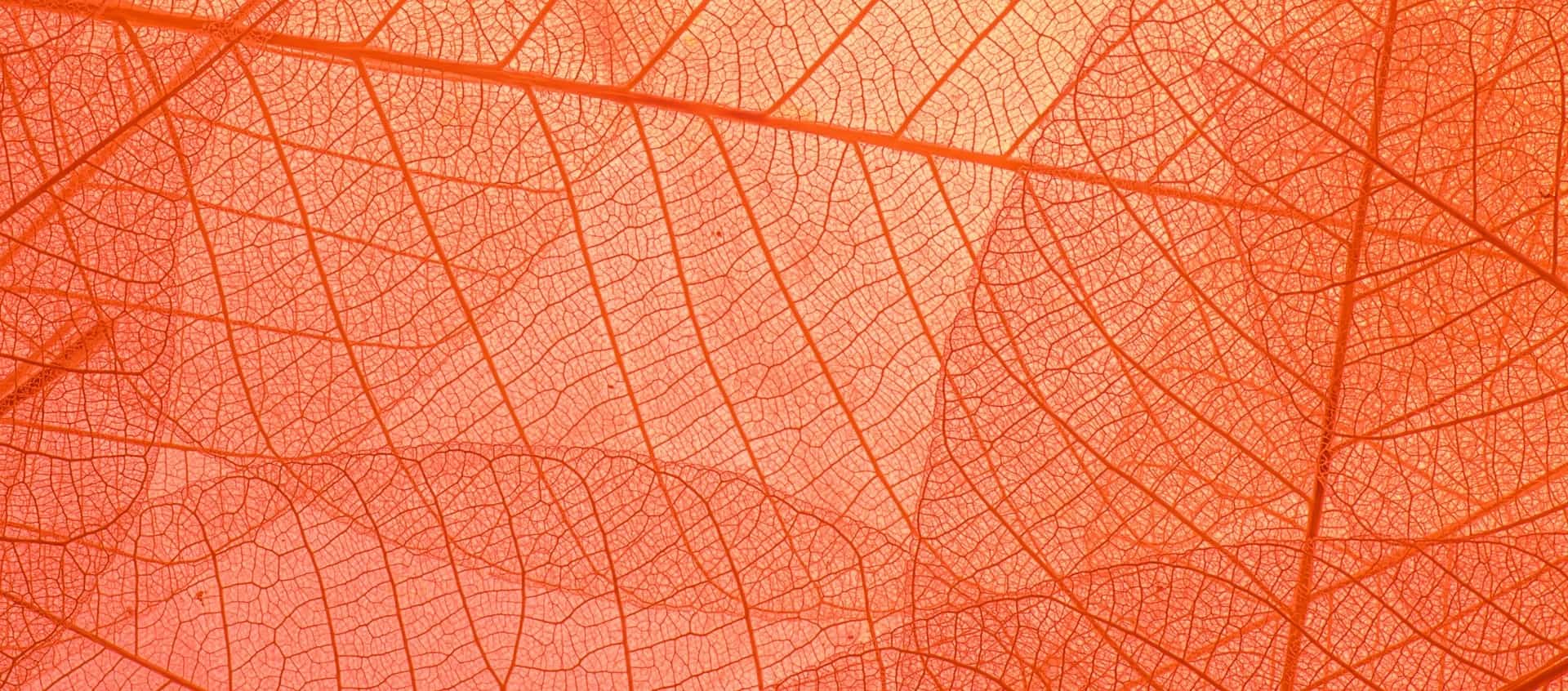 Orange leaves graphic