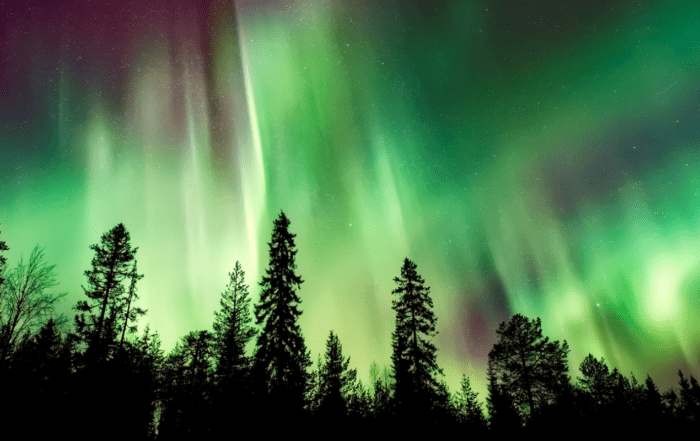 northern lights forest scenery