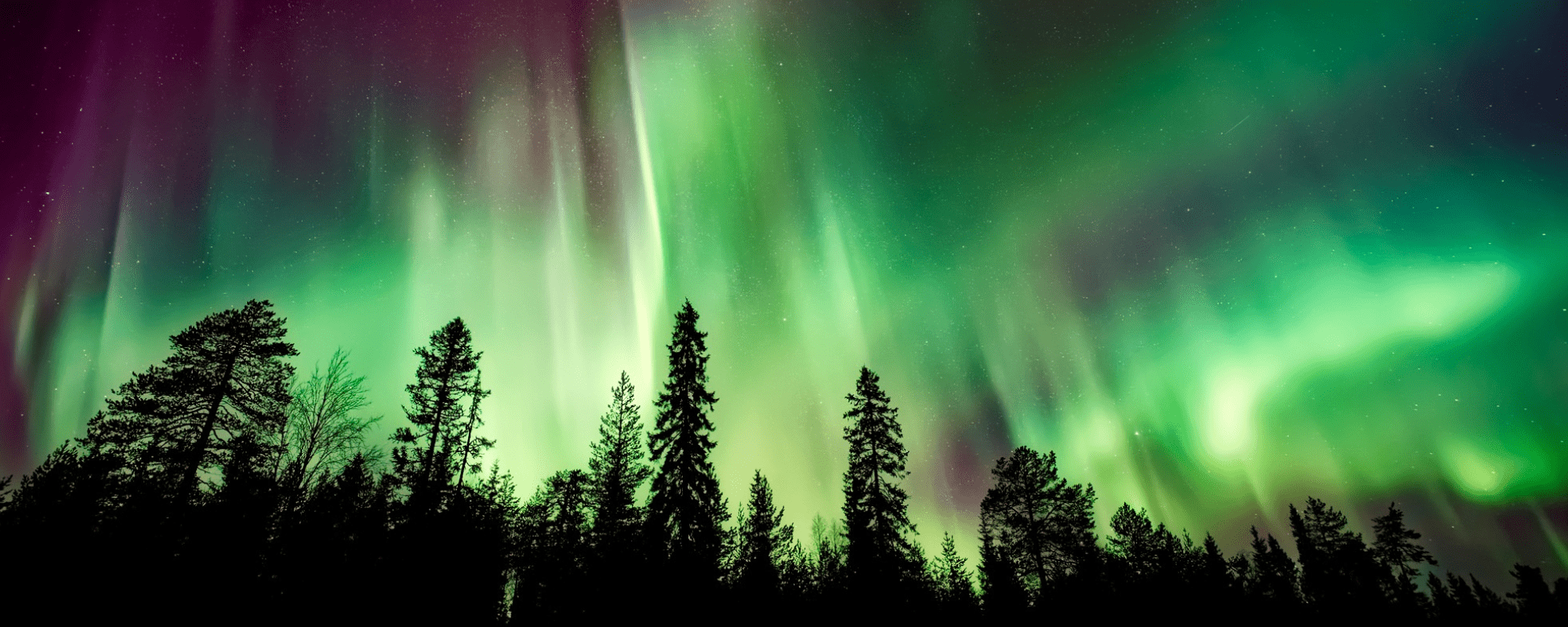 northern lights forest scenery